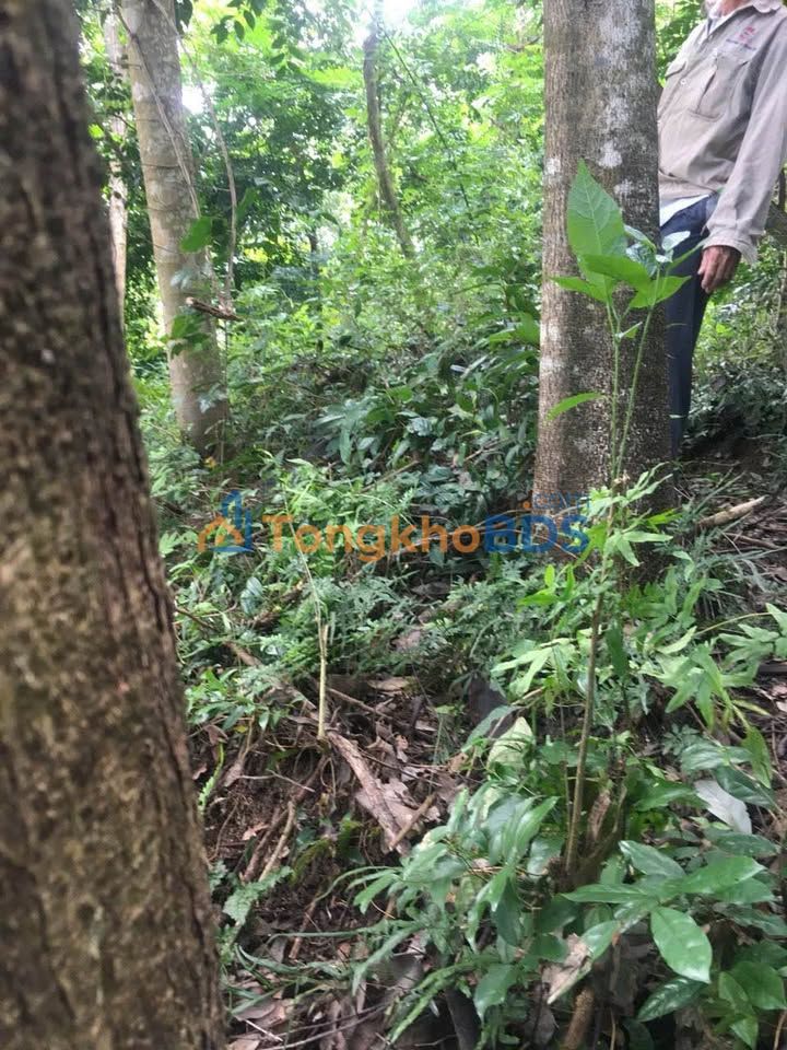 Đất rừng Tây Phú 23ha 1.495 tỷ - Sinh thái xanh