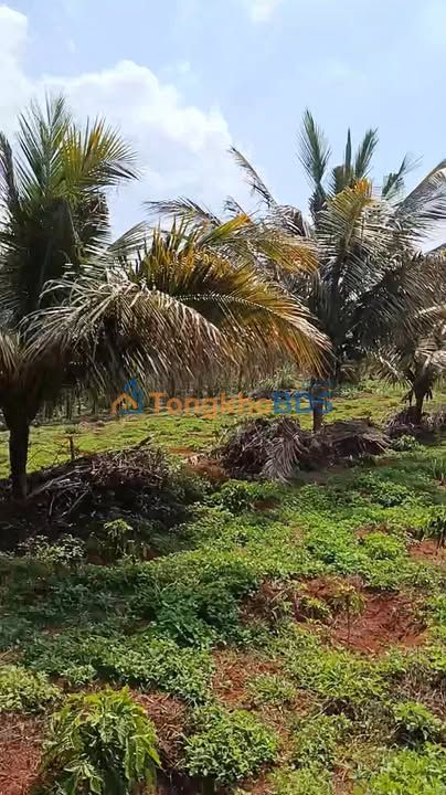 Đất vườn Đắk Song Đắk Nông 1,1ha 2.7 tỷ - Đầu tư dài hạn