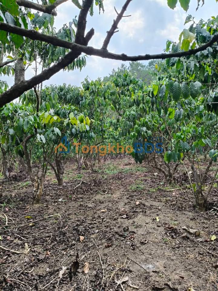 Farm Lộc Phú 2ha 22,222 tỷ - Đầu tư dài hạn