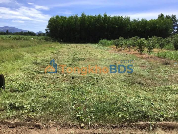 Đất vườn Thôn Xuân Nam Diên Toàn 523m² 395 triệu - Đường ô tô