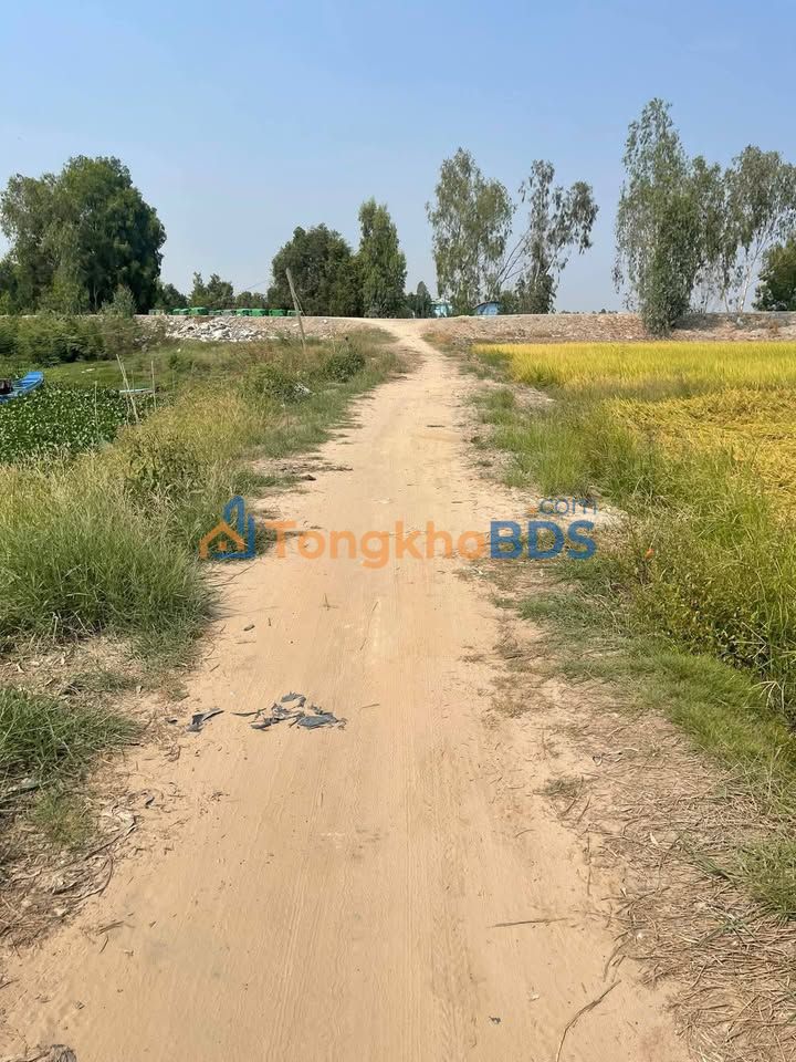 Đất ruộng Tân Công Sính 12ha 13.2 tỷ - Sổ đỏ chính chủ