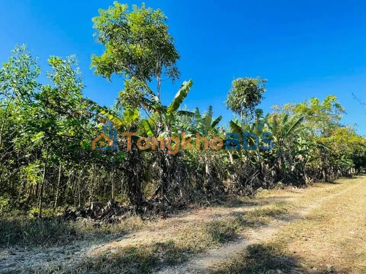 Đất Trà Giang Lâm Sơn 1.000m² 195 triệu - Sổ đỏ chính chủ