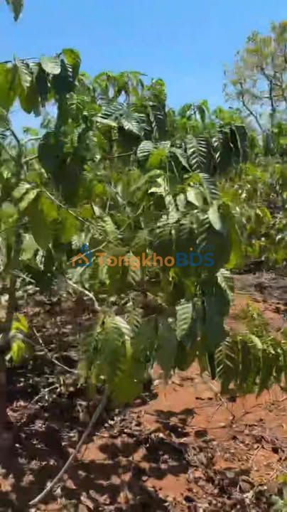 Đất vườn Ea Drông 1.8k m² 1.45 tỷ - Nghỉ dưỡng lý tưởng