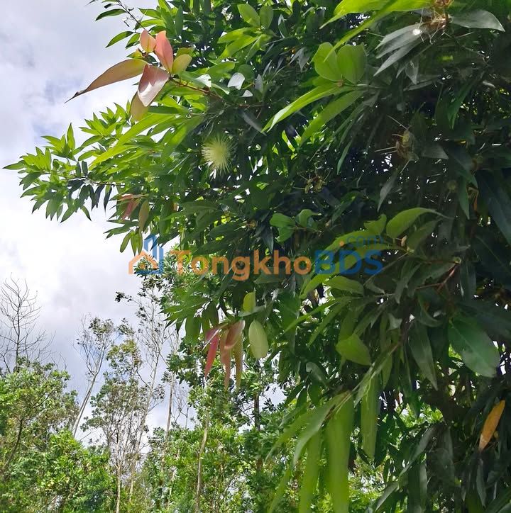 Đất nền Hướng Hóa 1ha 1.8 tỷ - Đường to ô tô