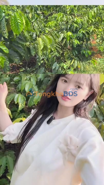 Đất vườn Quảng Trực Tuy Đức 8ha 10 tỷ - Sinh thái xanh