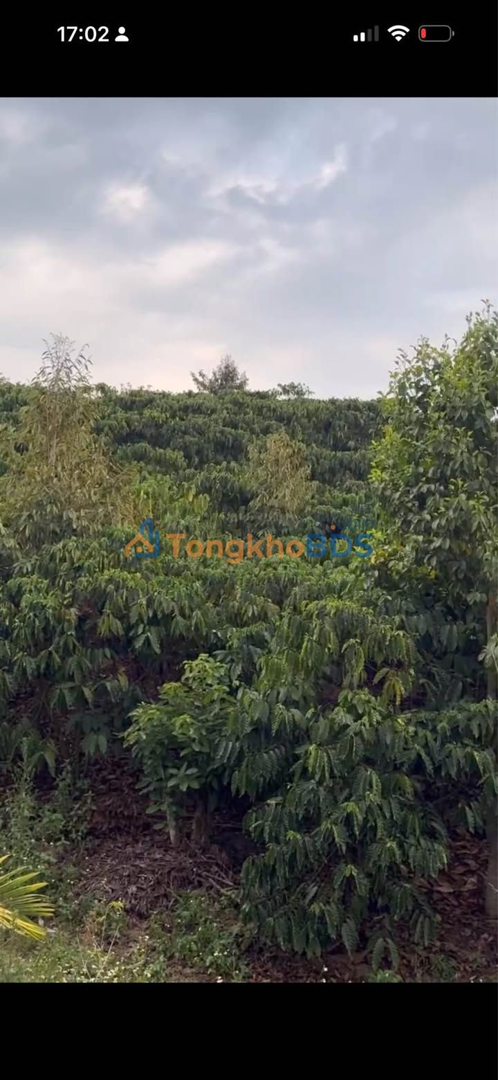 Đất nền Tân Thanh 1.6ha 15.56 tỷ - Đường to ô tô