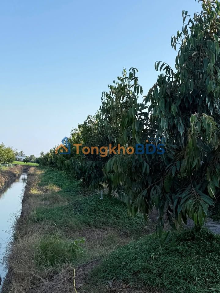 Đất vườn Mỹ Chánh 3.5 công 2.17 tỷ - Chính chủ bán