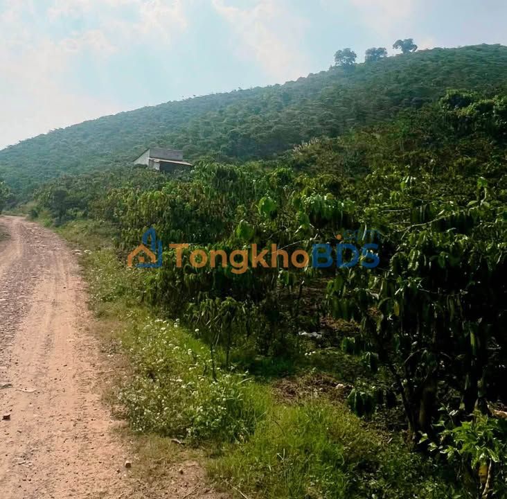 Đất Đạ Đờn Lâm Hà 1.05ha 6.15 tỷ - Sổ đỏ chính chủ