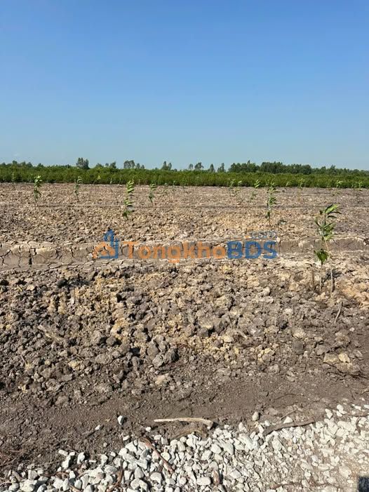 Đất vườn Tân Thành Thủ Thừa 6.900m² 2,54 tỷ - Đầu tư dài hạn